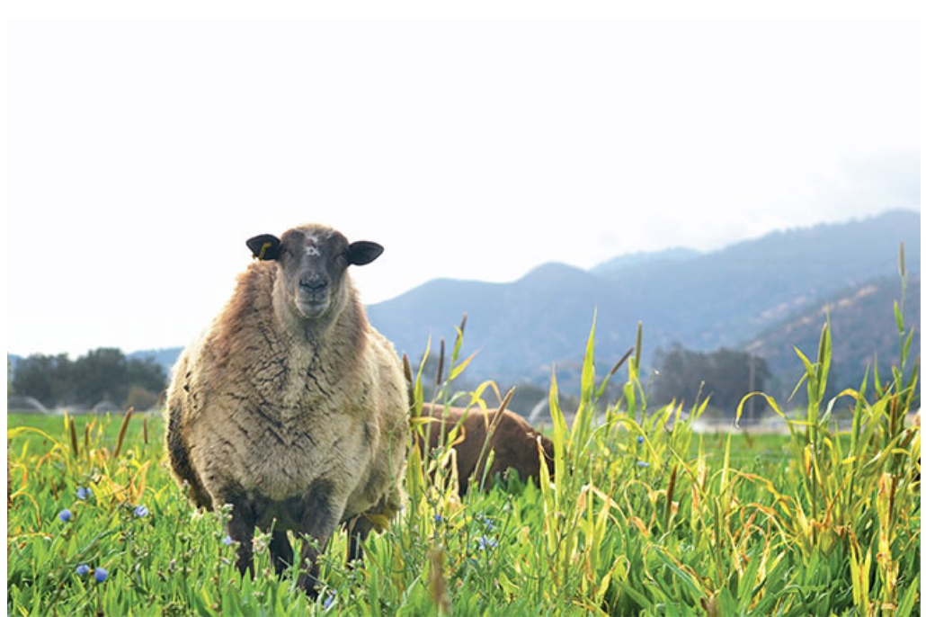 Screen Shot 2018-12-17 at 7.21.30 PM